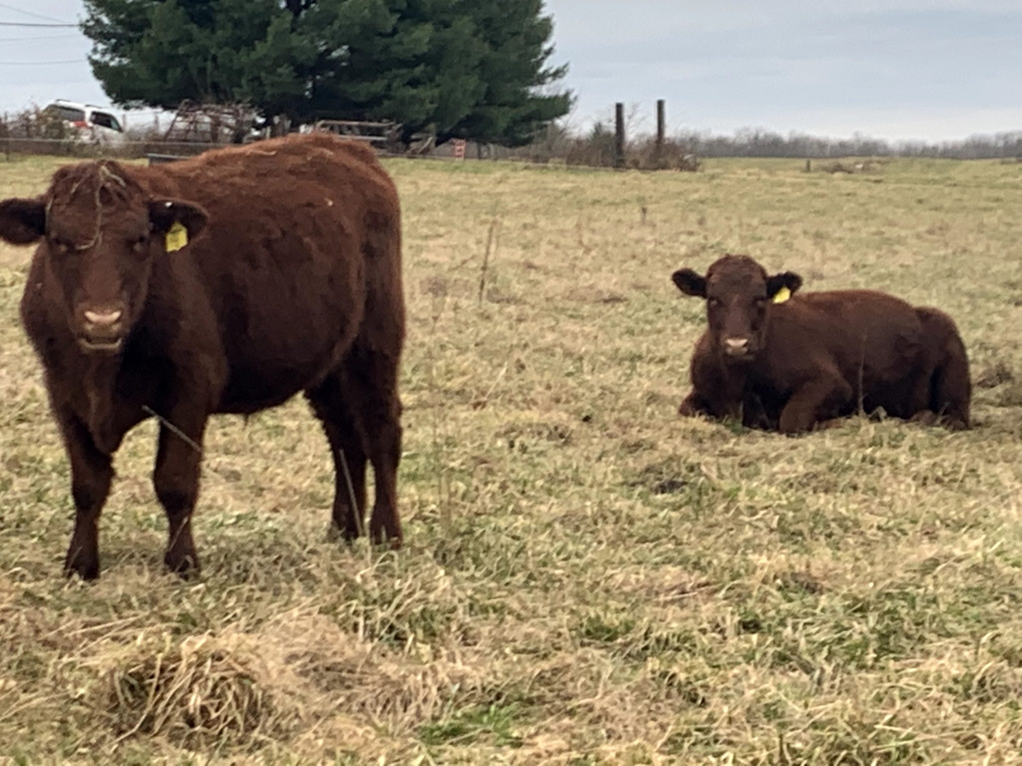 Red Devon Cattle For Sale Bulls, Heifers, Steer