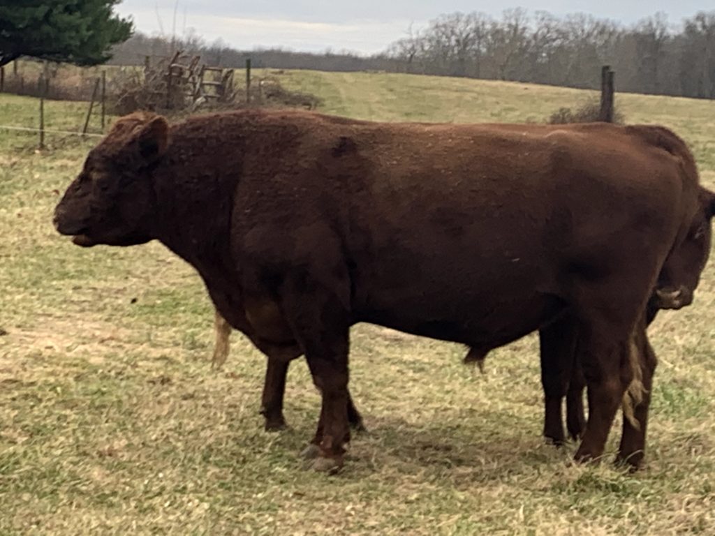 Red Devon Bull