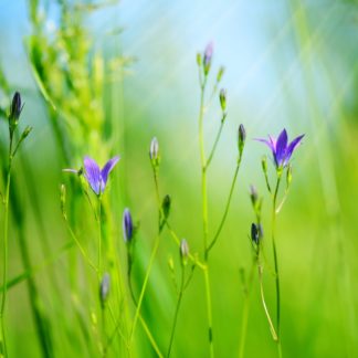 Campanula flowers (Campanula patula) in green grass. Selective f