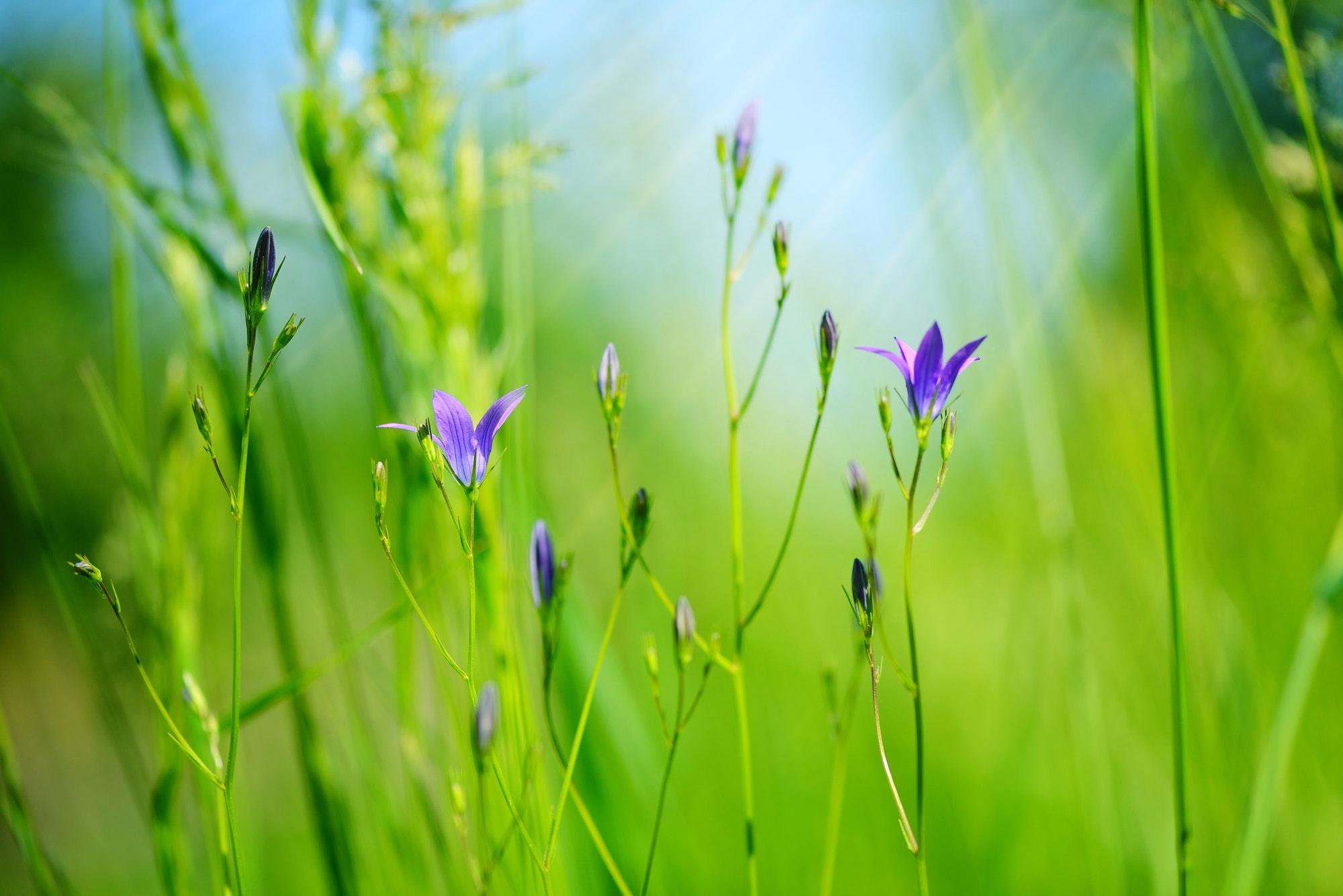 Campanula flowers (Campanula patula) in green grass. Selective f